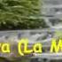 60 Ans OAL La Moldau