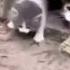 Sisyphus Prime Cats Ultrakill