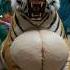 Wildlife Team Saved A Pregnant Tiger Mother Tigerrescue Tiger Animalrescue Wildliferescue