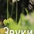 Звуки природы Цветы Птицы Летнее поле Жужжание пчёл