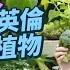 MM 英國王室都收過 梅窩初代英國移民 居半山小英倫 13年間日用7小時手繪香港植物 英王查理斯回信 Thank You 花園自製迷你鐵路世界 700萬種生活 4K