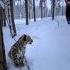 Animals Helping Animals Grizzly Bear Saves A Snow Leopard Cub Animals Rescue Animalrescue