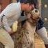 Kissing A Hyena In Kano Nigeria