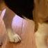 Seven Cutest Yawns A Beagle Makes