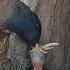 Myna Is Giving Fresh Doses To Her Babies P7 Viral Ytshorts Trending Shorts