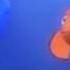 Learn Practice English With MOVIES Lesson 4 Title Finding Nemo
