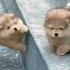 Funny Cute Puppy Falling Down