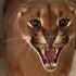 Funny Animals How A Lynx Screams как кричит рысь Animals Shorts Funny