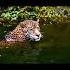 Big Cats That Use Shadows As Cover