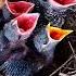 Why Myna Birds Are The Most Fascinating Creatures3