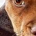 A DOG S WAY HOME Trailer 2019