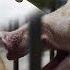 中美貿易戰打大豆害慘農民 飼料短缺4億豬被迫節食 這 不是新聞 精華篇 20190717 6