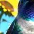This Bird S Got The Watch This Little Dude Shake His Tail Feathers DancingBird AnimalAntics