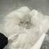 Can Dry Cleaners Remove Mold Stain Drycleaning Shorts