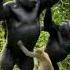 Gorilla Defeated By A Gang Of Monkeys