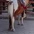 حصان طاووس