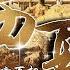 二里头遗址考古新发现 证实夏朝建立王都历史 从辉煌到落幕 何以中国 第5集 择中 FULL