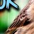 BLACKTHROAT WITH CLEAR SOUND FOR YOUNG CANARY TRAINING