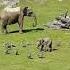 Cute Baby Elephant Trips While Playing With Birds