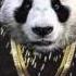 Panda Designer