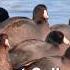 Eurasian Coot Fulica Atra Bird Call 2020