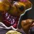 Todos Los Episodios Seguidos ROBLOX Las Abejas SCP Y El Oso Tonto