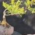 Смородина альпийская в бонсай Shorts Garden Bonsai Gardening Plant