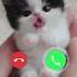 My Cute Kitten Call Calling Ringtone Callstatus Shorts