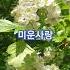 임영웅 진미령 미운사랑