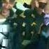 Ahmed Dido Mido ItalanoOOoo