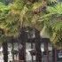 Canadian Palm Trees In Warm Summer Rain