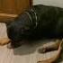 собака цитаты Dog
