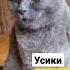 Кошачий английский Shorts