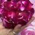 Quick Easy Hairstyle Rose Petals Bun Easyhairstyle Easybunhaiestyle Shortsvideo Bunhairstyle