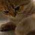 OUR STAR НАША ЗВЁЗДОЧКА котёнок Cat рекомендации