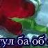 Рузе гул ба об ошик мешавад