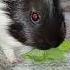Кушаем никого не слушаем морскаясвинка морскиесвинки питомцы Guineapig