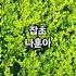 나훈아 잡초 Kpop