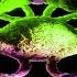 TH EN Carlo Whale Fragments Of Light Extended Mix