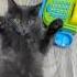 Котик кассу подсчитал лягу что то я устал Cat