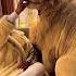 Lion King Jungle Raja Sher Life Style With Dubai King Shorts Dubai Aposhorts