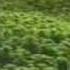 O Ktam Hakimov Qanday Baht Flv