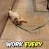 Dog Pretends To Faint Until He Hears This