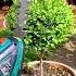 Buxus O Bosso In Arte Topiaria