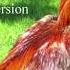 Despacito Chicken Version