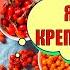 6 осенних ягод для крепких сосудов