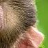 Most Dangerous Animals