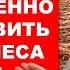 Вывоз леса в Китай будет запрещён не опять а снова Pravda GlazaRezhet