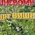 Ой у вишневому саду Ой у вишневому саду