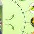 Feed Your Soil Feed Your Plants NEEM DROP PLUS Water Soluble Neem Oil